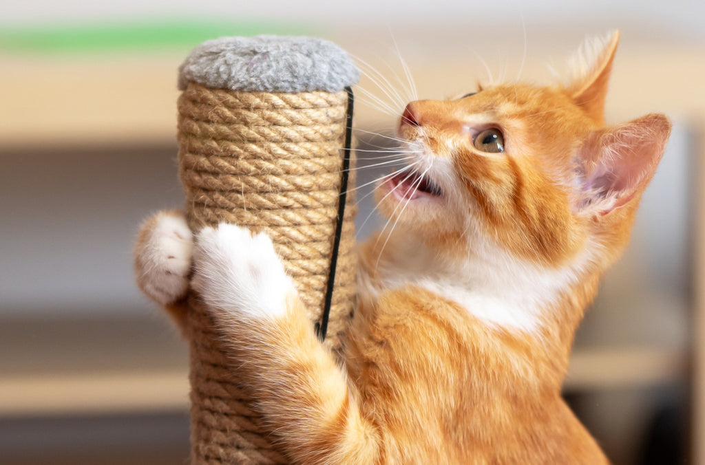 How to Stop Cats Scratching Furniture