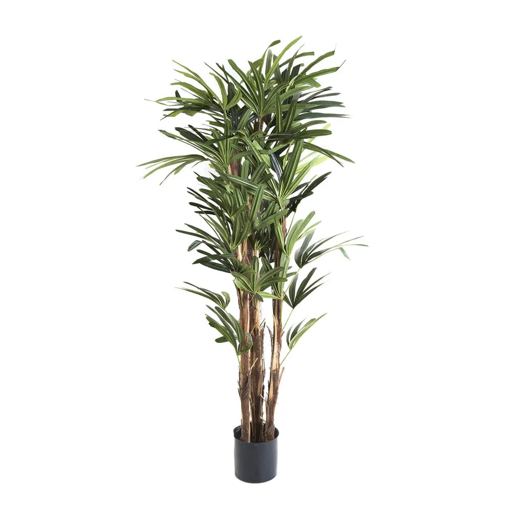 RAPHIS PALM 1.5M