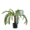 CYCAD PALM 80CM