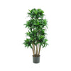 Dracaena Fragrans Multi Tree 576 Leaves Green