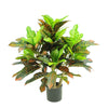 Croton Tree In Black Pot