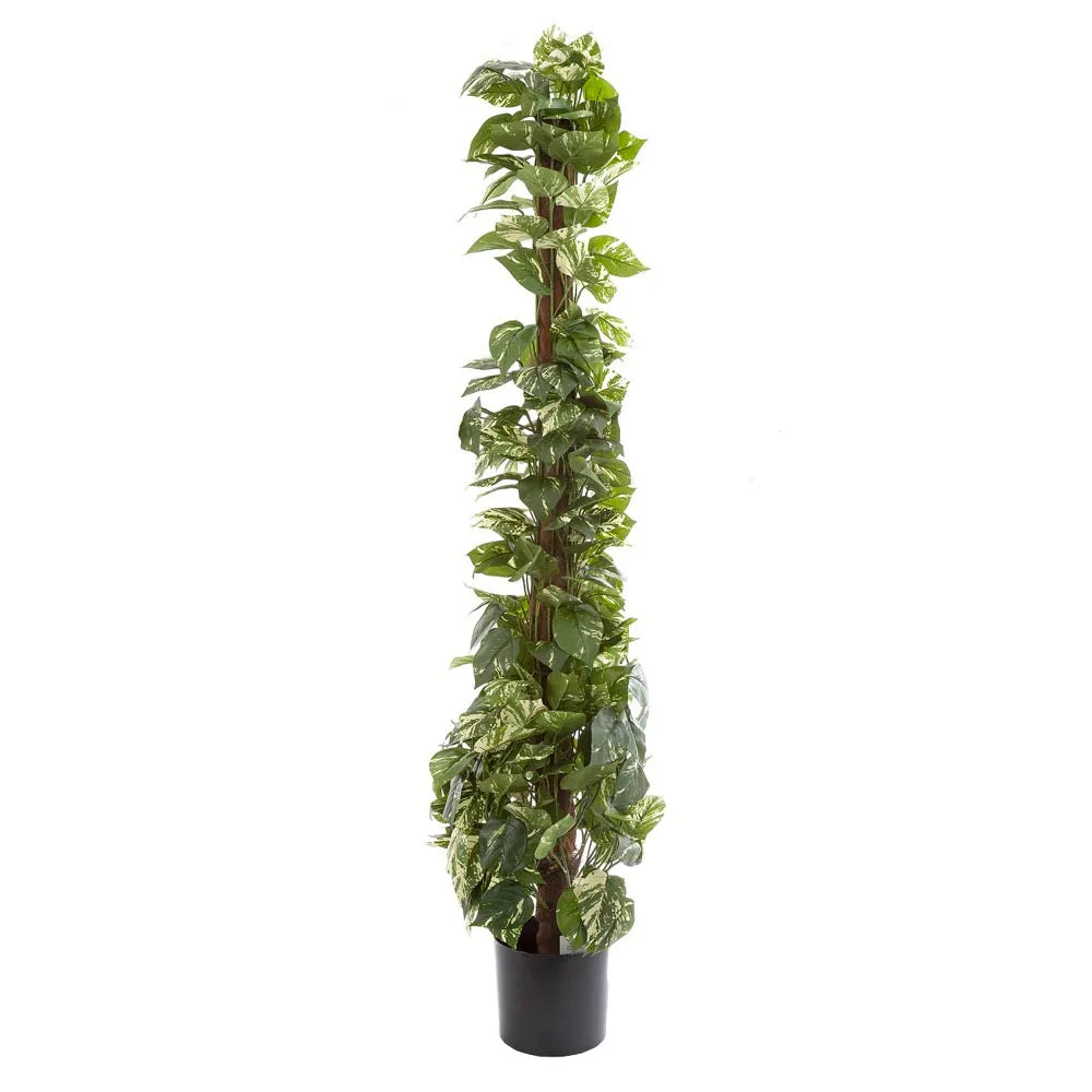 Pothos Vines on Coconut Pole 1.5m