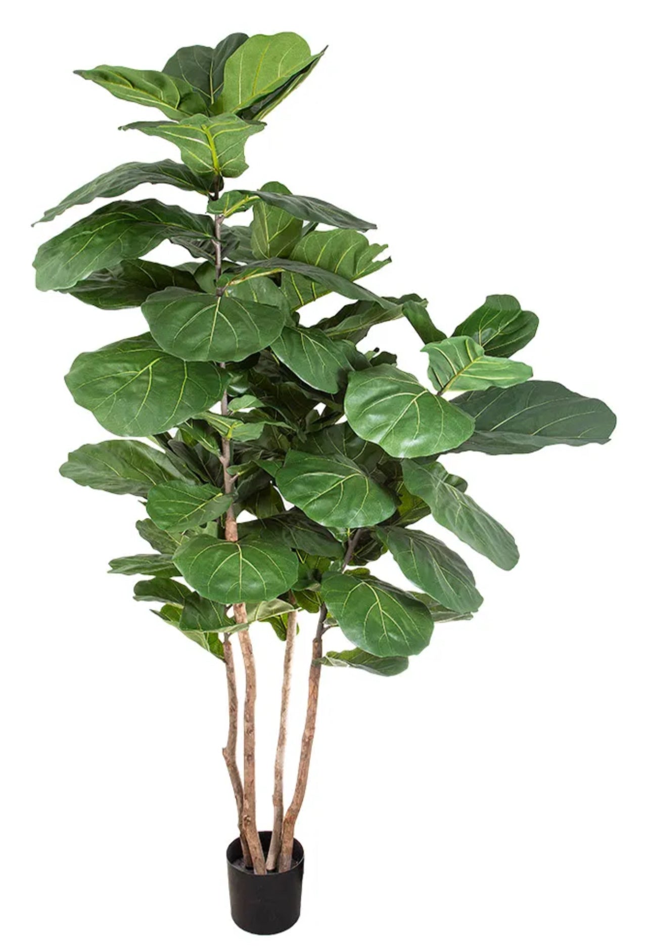 Fiddle Leaf Tree 190cm