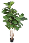 Fiddle Leaf Tree 190cm