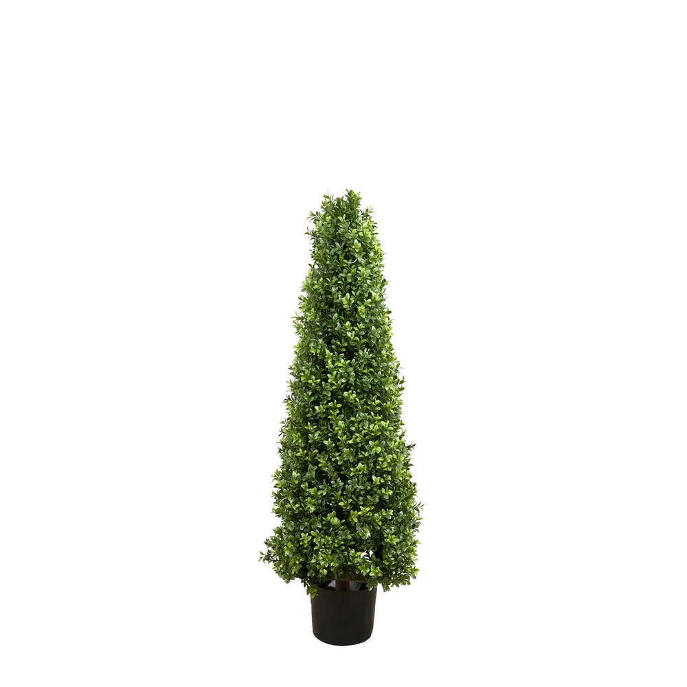 Boxwood Pyramid Tree 1m