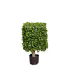 Boxwood Square Top 55cm