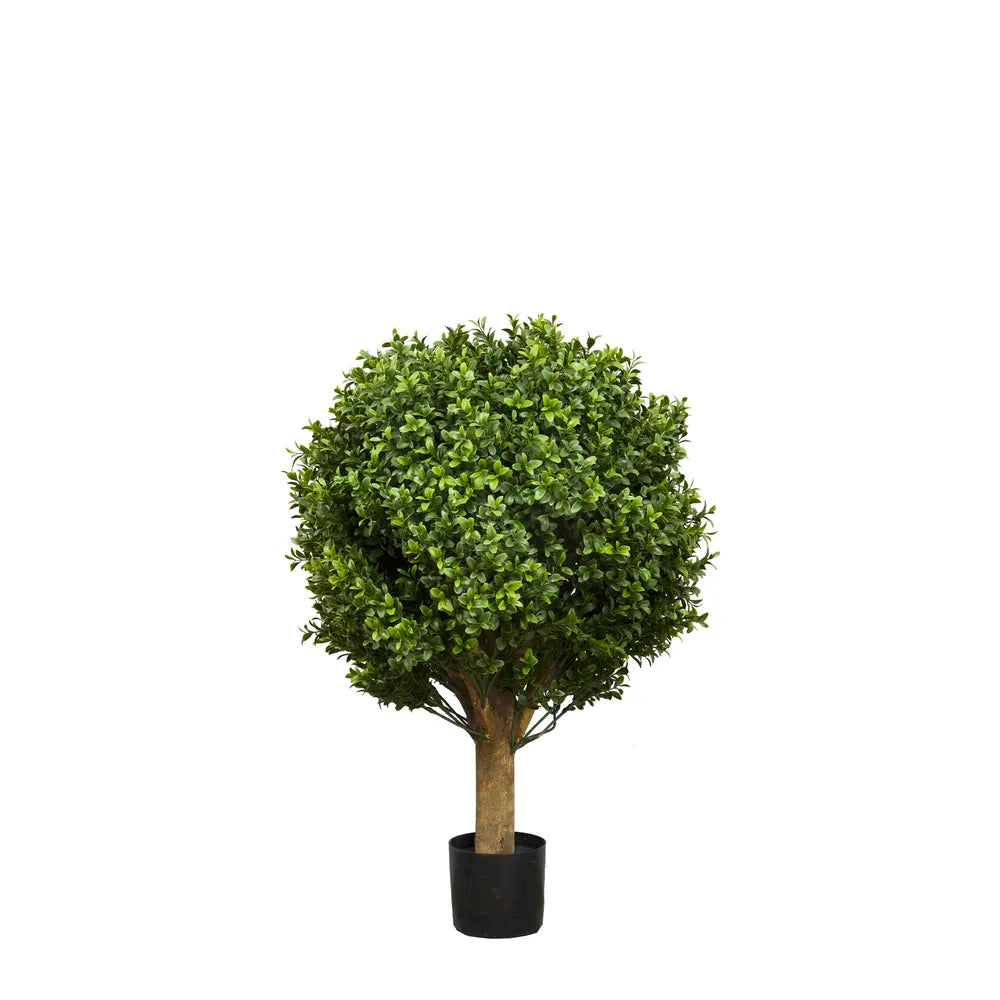 Boxwood Ball Tree 65cm