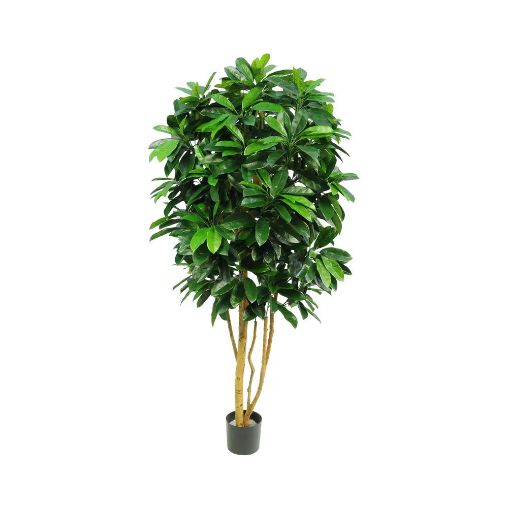 Schefflera Tree Green with 700 Leaves