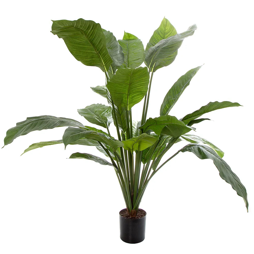 Spathiphyllum Potted 1M