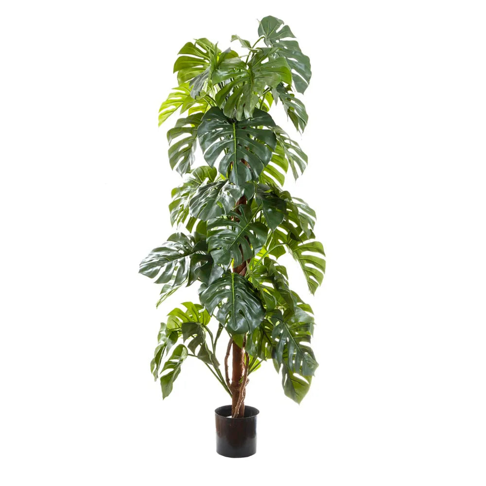 Split-Leaf Philodendron 1.8m