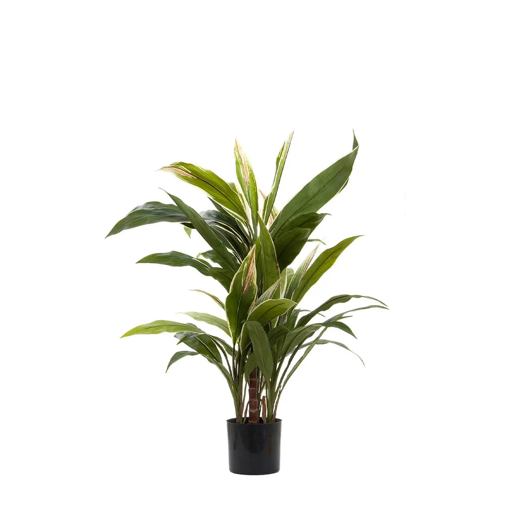 Cordyline Tree 80cm