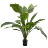 Spathiphyllum Potted 1M