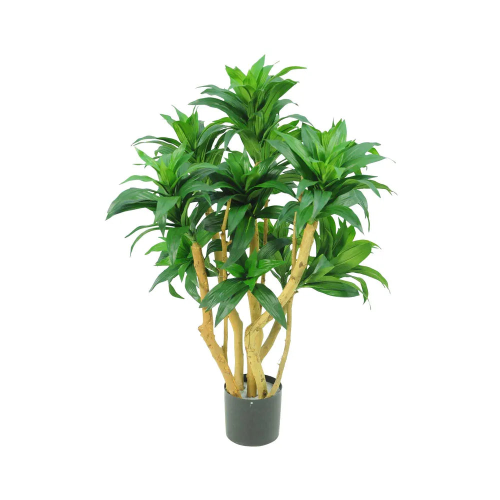 Dracaena Fragrans Tree Green with 251 Leaves