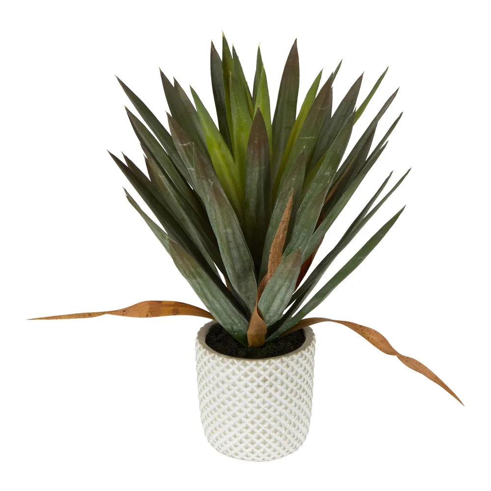 Yucca Gloriosa in Cement Pot