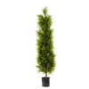 CYPRESS PINE 1.5M