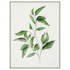 Botanica Leaf B wall art featuring a natural leaf botanical design in muted green and neutral tones, framed artwork 82.5 x 82.5 cm