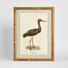 Heron Study A heron wall art framed nature artwork 45x60 cm
