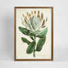 Protea Study A wall art featuring a detailed protea floral illustration in natural green tones, framed botanical artwork 50x70 cm