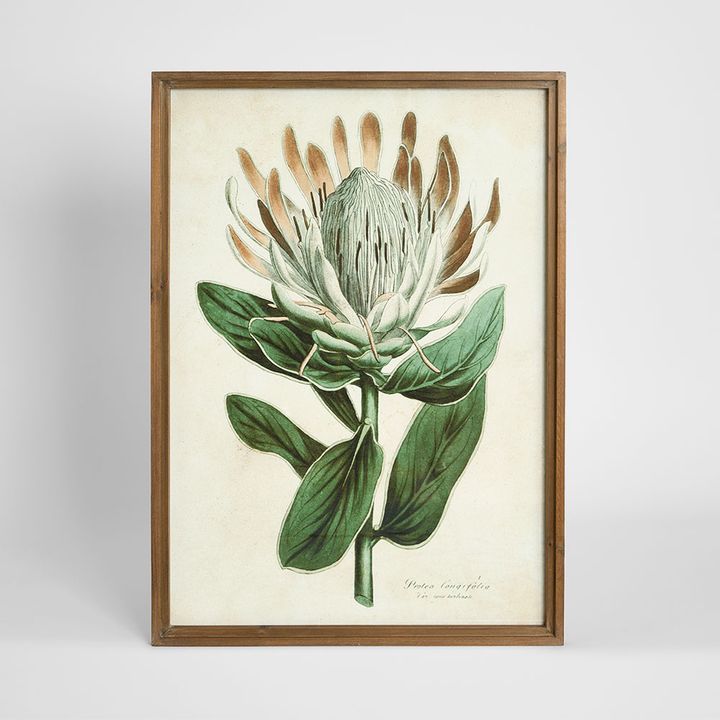 Protea Study A wall art featuring a detailed protea floral illustration in natural green tones, framed botanical artwork 50x70 cm