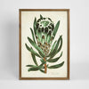 Protea Study B wall art featuring a detailed protea floral illustration in natural green tones, framed botanical artwork 50x70 cm