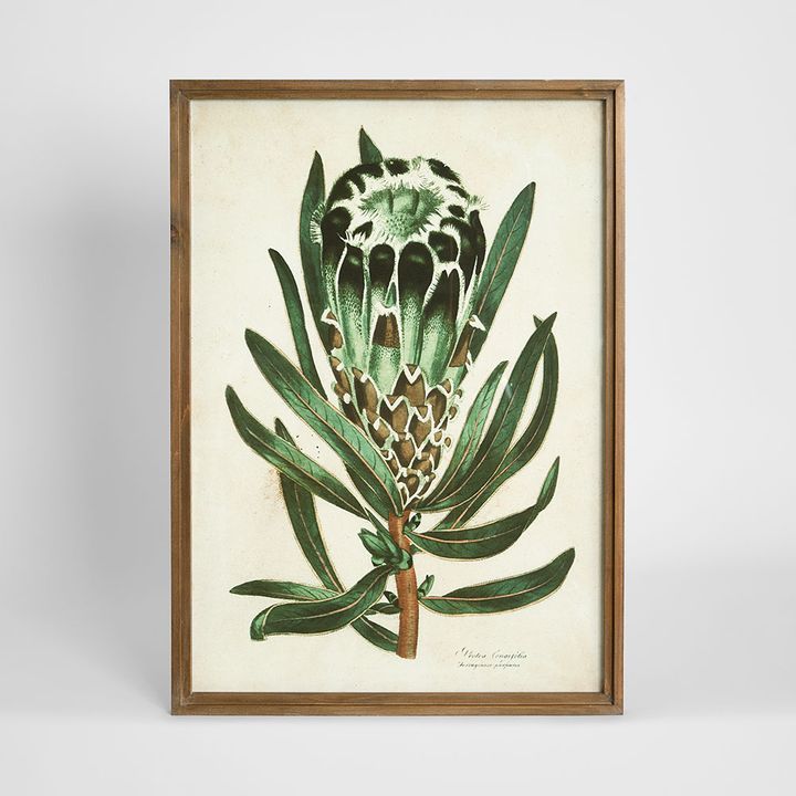 Protea Study B wall art featuring a detailed protea floral illustration in natural green tones, framed botanical artwork 50x70 cm