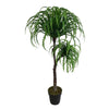 Ribbon Fern Tree in Black Pot