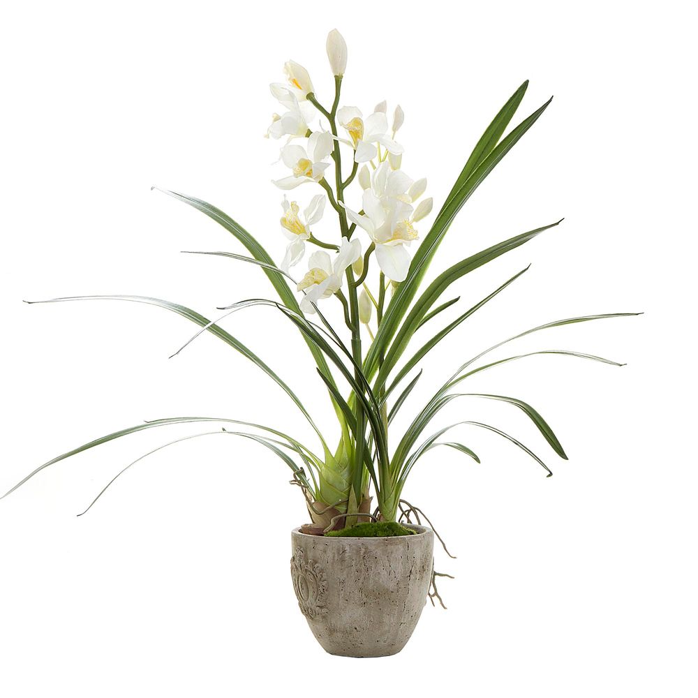 Cymbidium Orchid in Pot White 35cm