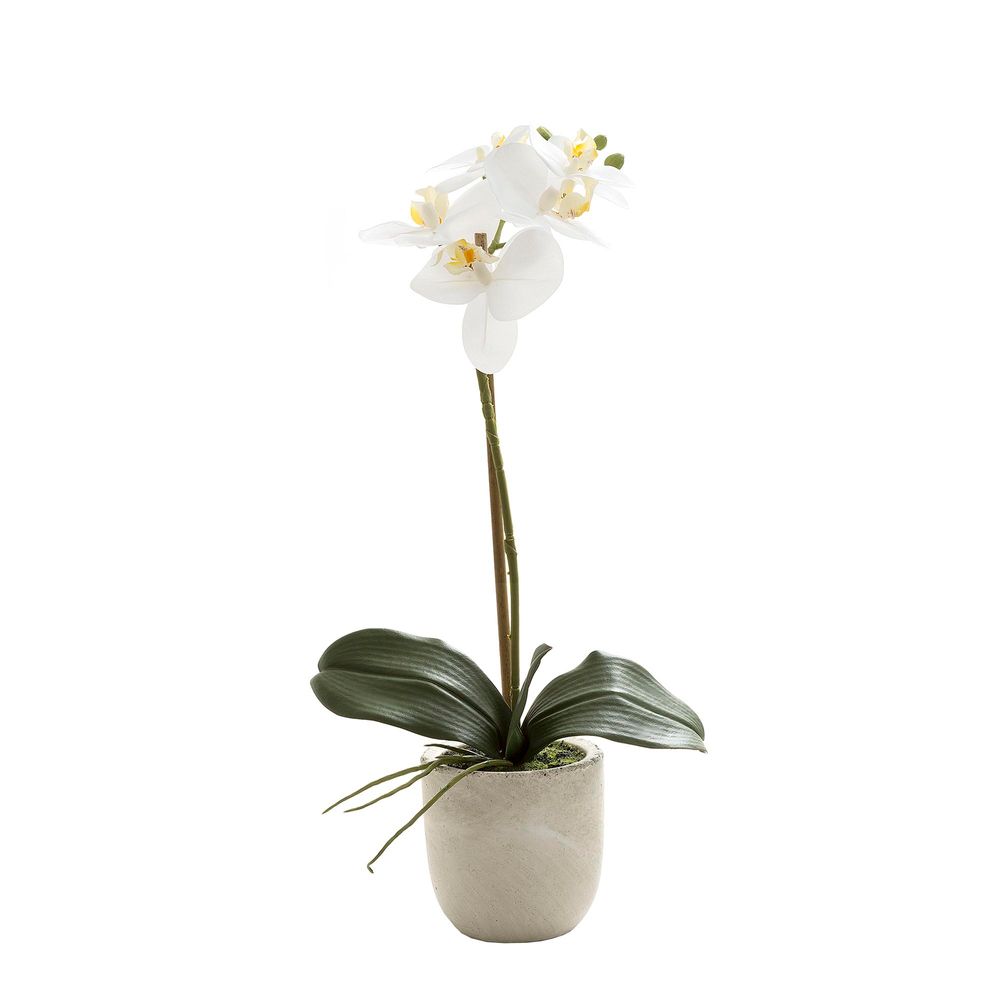 Phalaenopsis Real Touch in Clay Ivory Pot 50cm