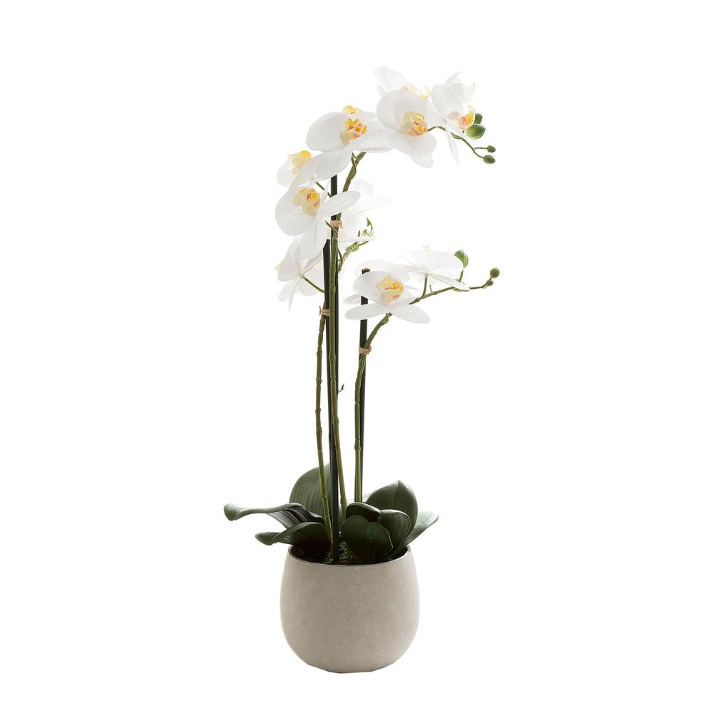 Phalaenopsis Real Touch in Clay Ivory Pot 70cm
