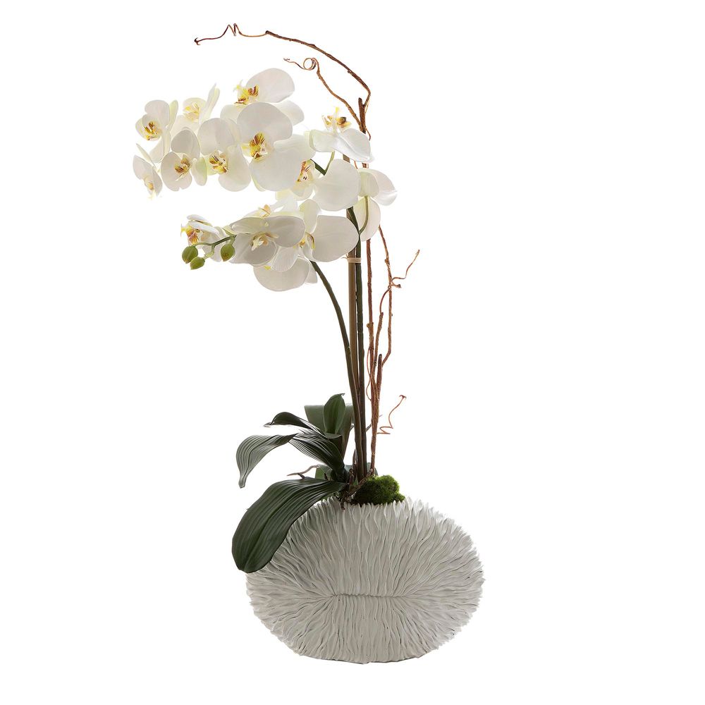 Phalaenopsis in White Shell Vase White