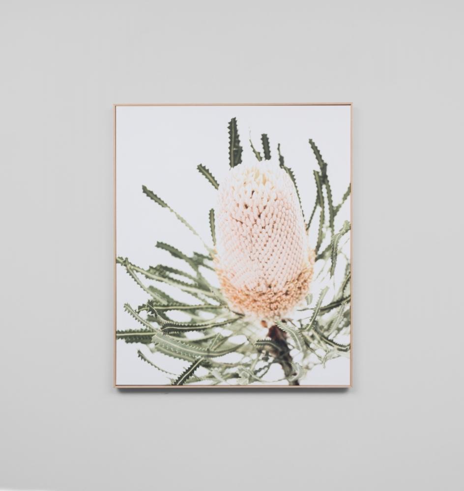 Pink Banksia Framed Canvas 100 x 120cm
