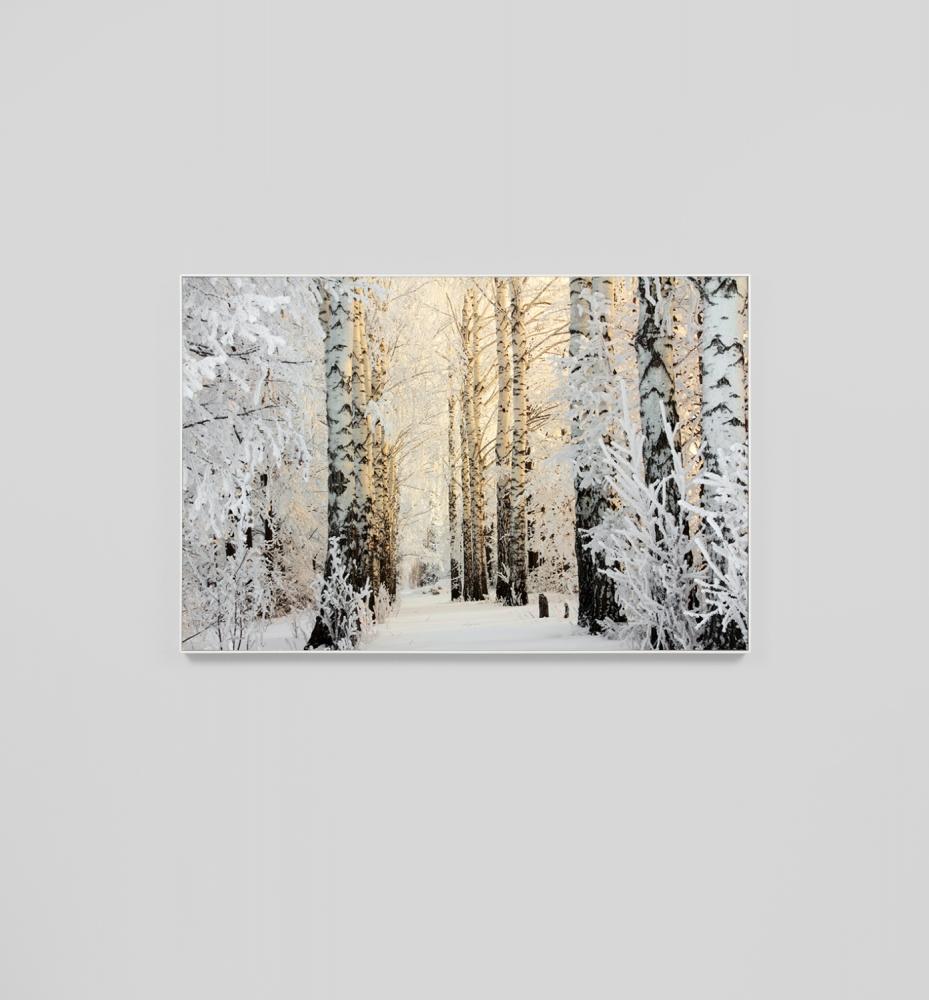 Winter Birch Forest Framed Canvas 100 x 150cm
