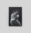 Grey Cockatoo Noir Framed Canvas 110 x 160cm