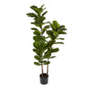 Fiddle Leaf Tree 168cm