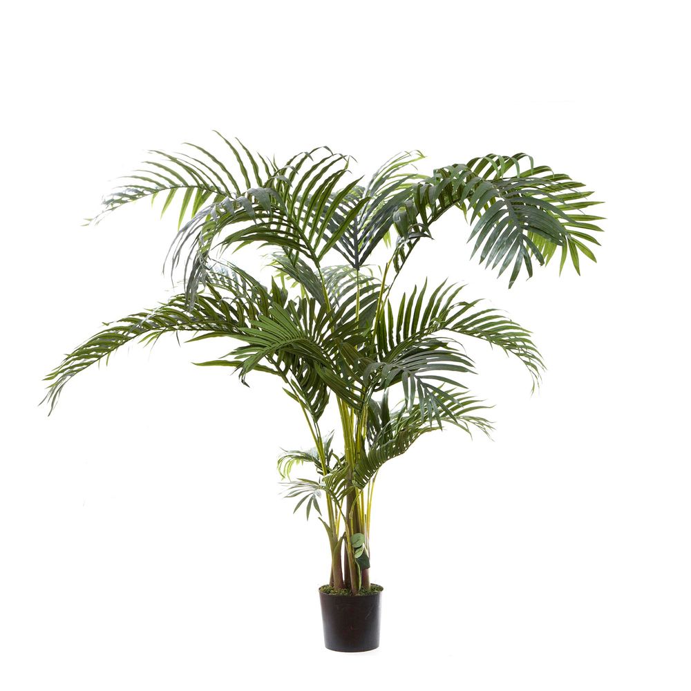 Kentia Palm Tree Green 150cm