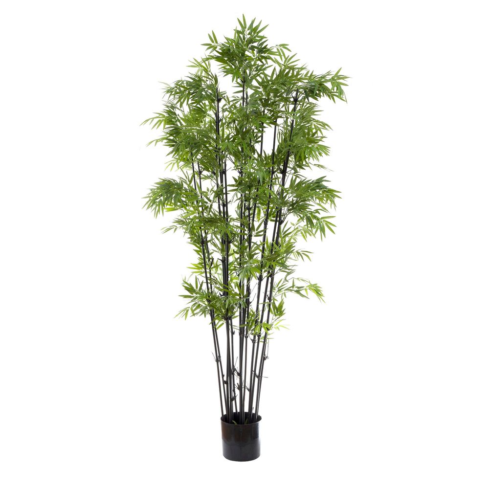 Japanese Bamboo Black Stem 190cm