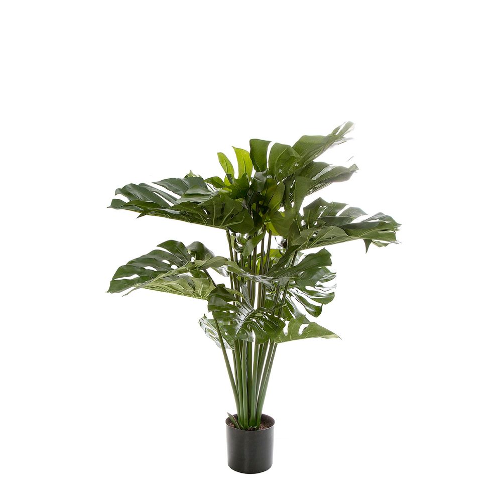 Monstera Split Philo 98cm with 18 leaves