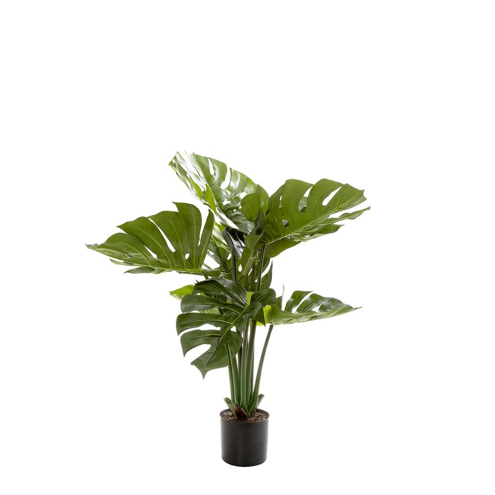 Monstera Split Philo Potted 63cm with 10 leaves