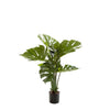 Monstera Split Philo Potted 63cm with 10 leaves