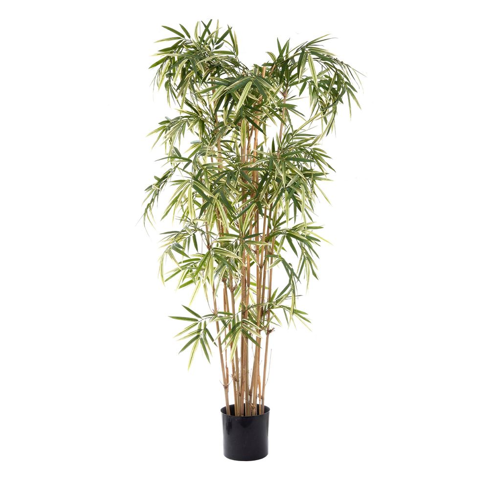 Variegated Royal Bamboo 170cm