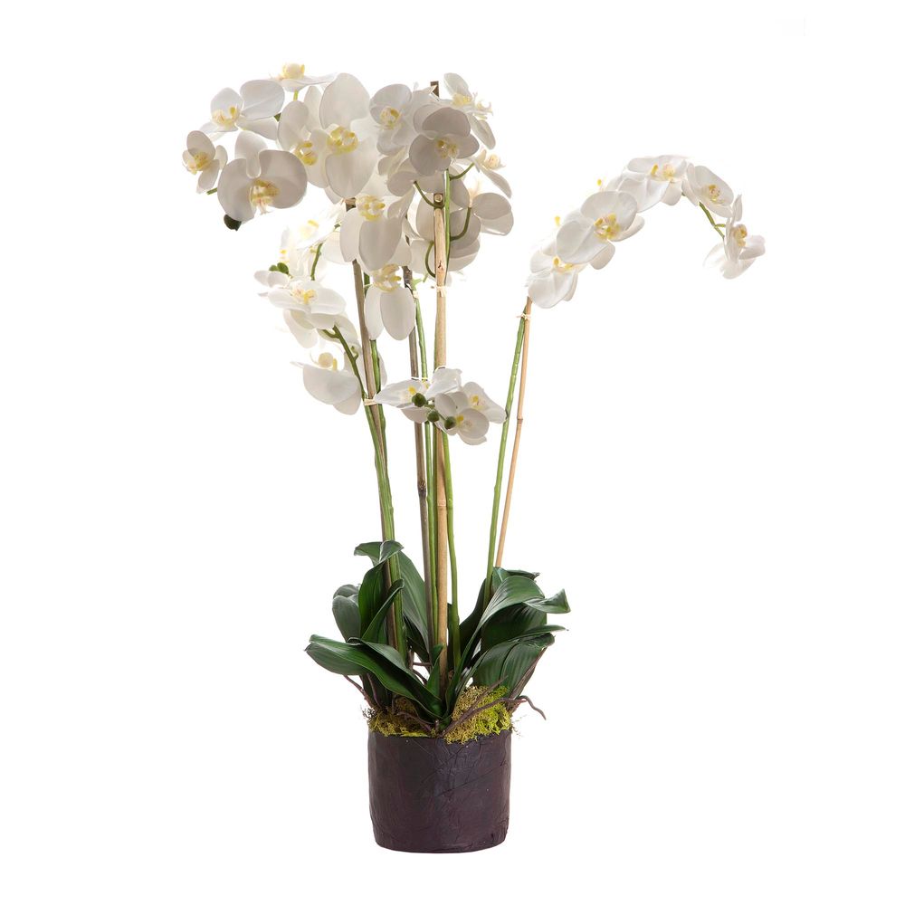 Phalaenopsis in Paper Pot White