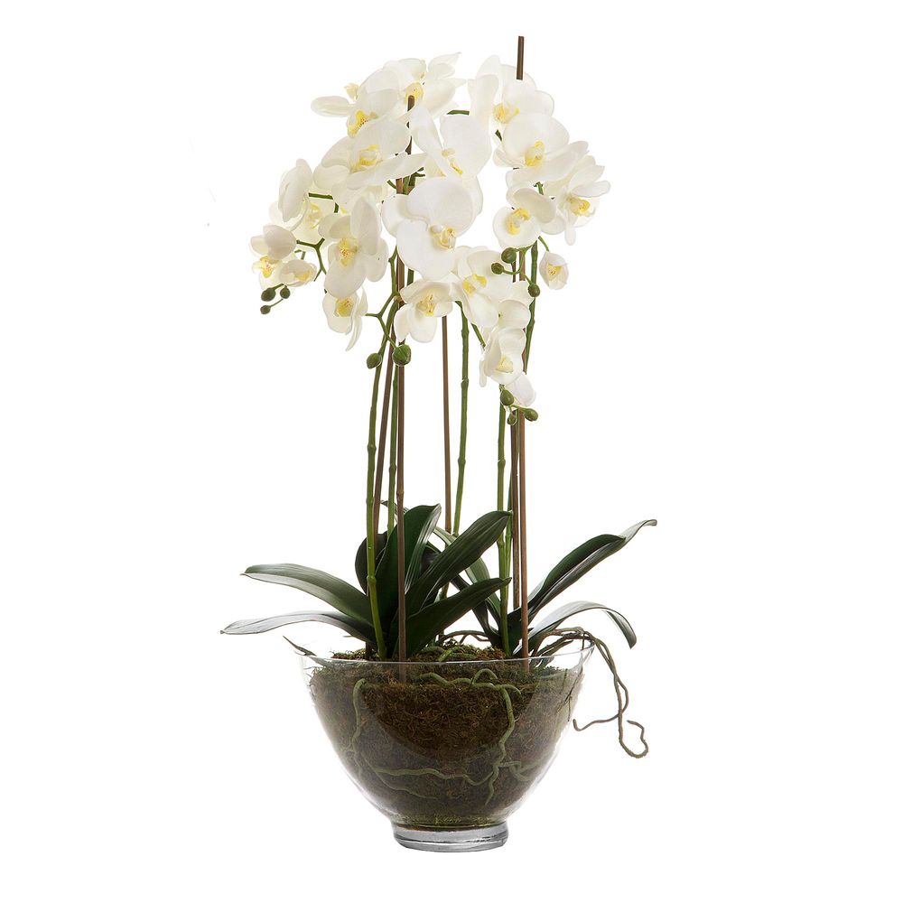 Orchid Large in Glass Bowl 85cm White