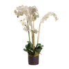 Phalaenopsis in Paper Pot White