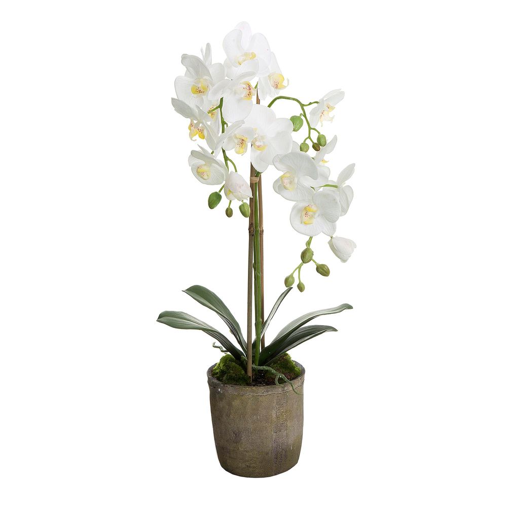 Orchid in Terracotta Pot White