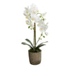 Orchid in Terracotta Pot White
