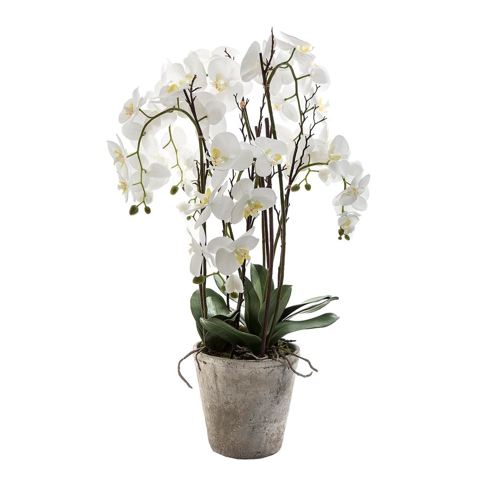 Orchid Phalaenopsis Large in Terracotta 90cm Pot White