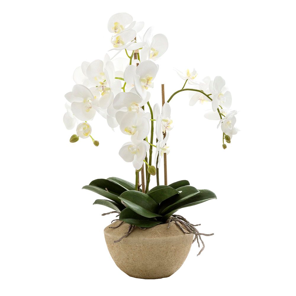 Orchid in Stone Pot 65cmMedium White