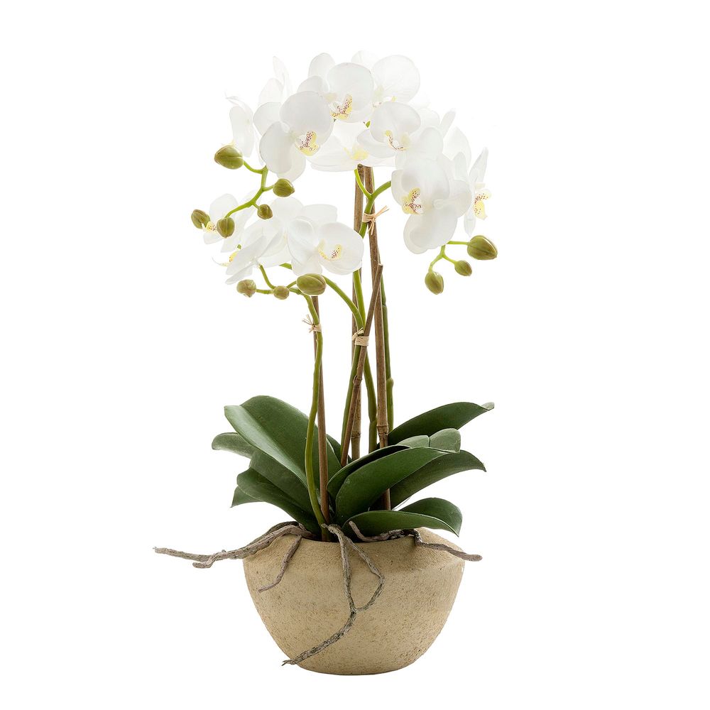 Orchid in Stone 50cm Pot Small
