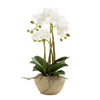 Orchid in Stone 50cm Pot Small