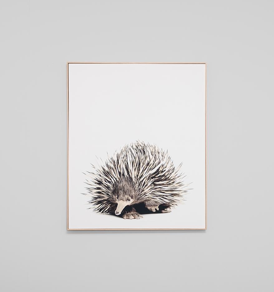 Echidna On White Framed Canvas 100 x 120cm